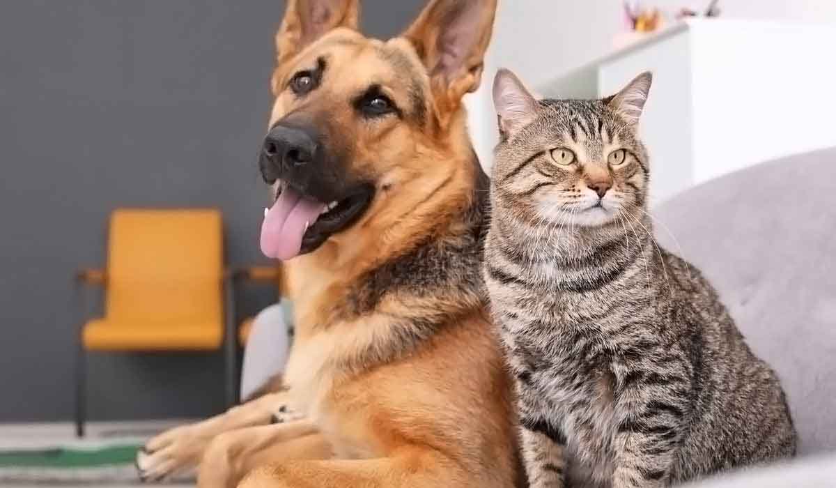 在线手机号轰炸网页版