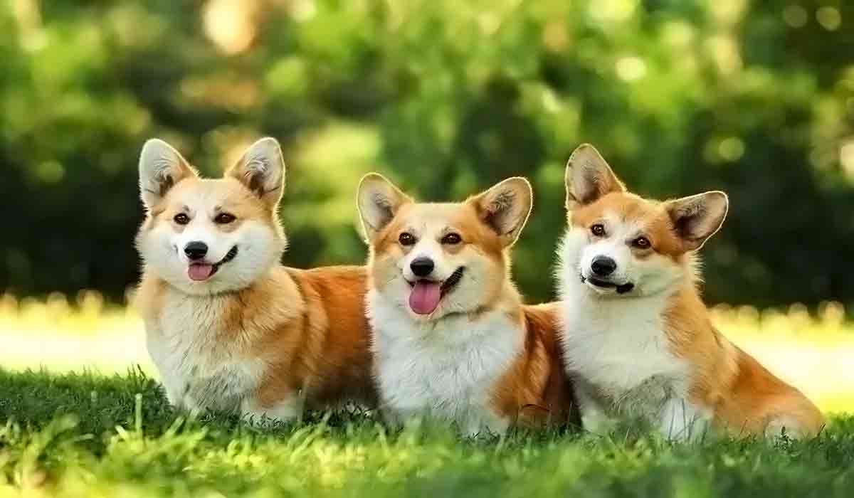 轰炸手机号在线使用