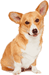 在线短信呼死你