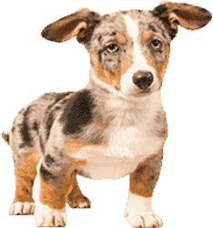 短信压力测试在线网页版